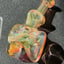 Small image 6
