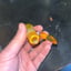 Small image 4