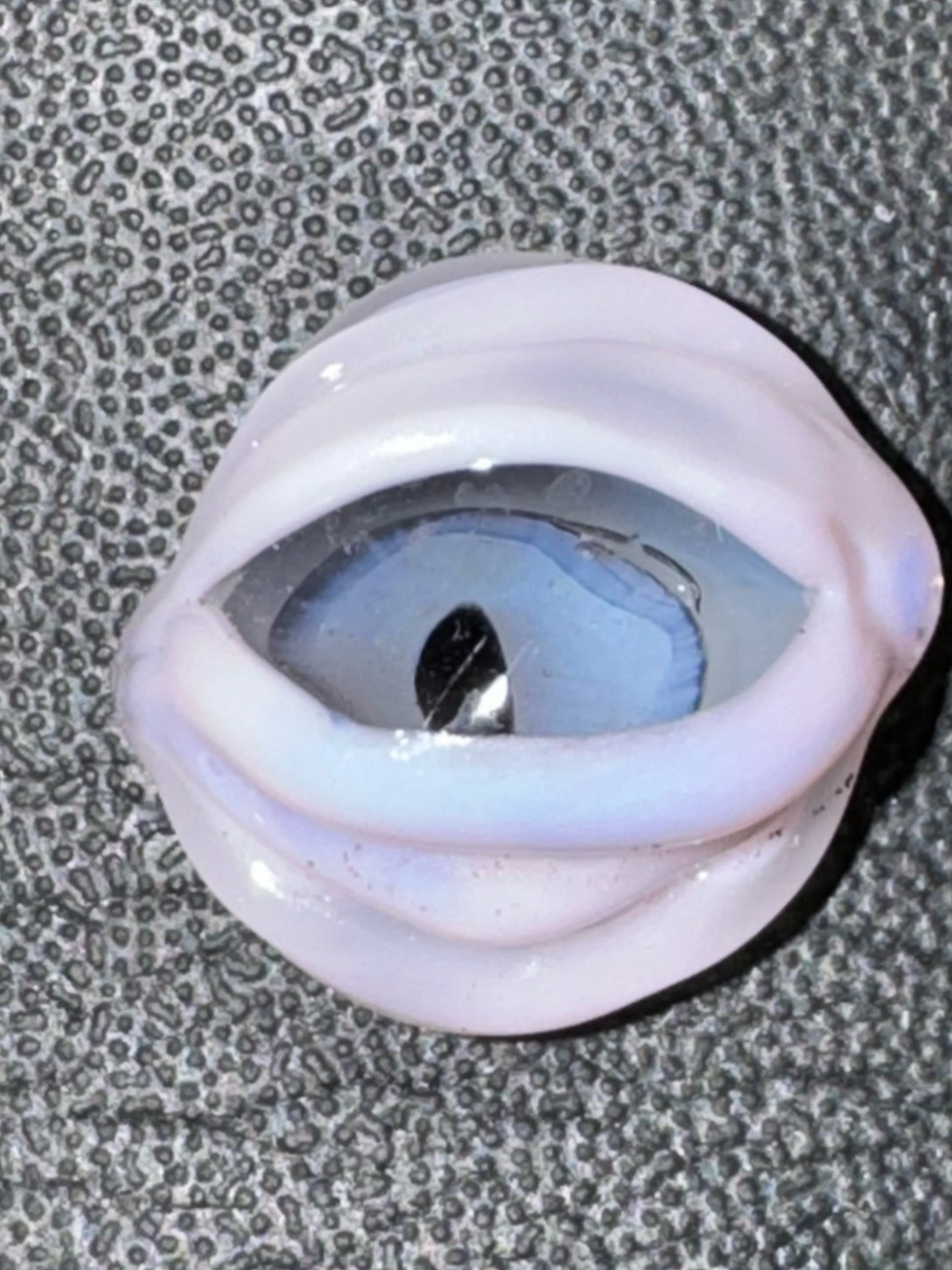 Preview pic of Eye croc jibbit