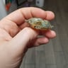 Small image 3