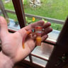Small image 0