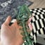 Small image 5