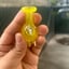 Small image 4