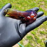 Small image 1