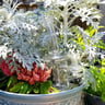 Small image 5