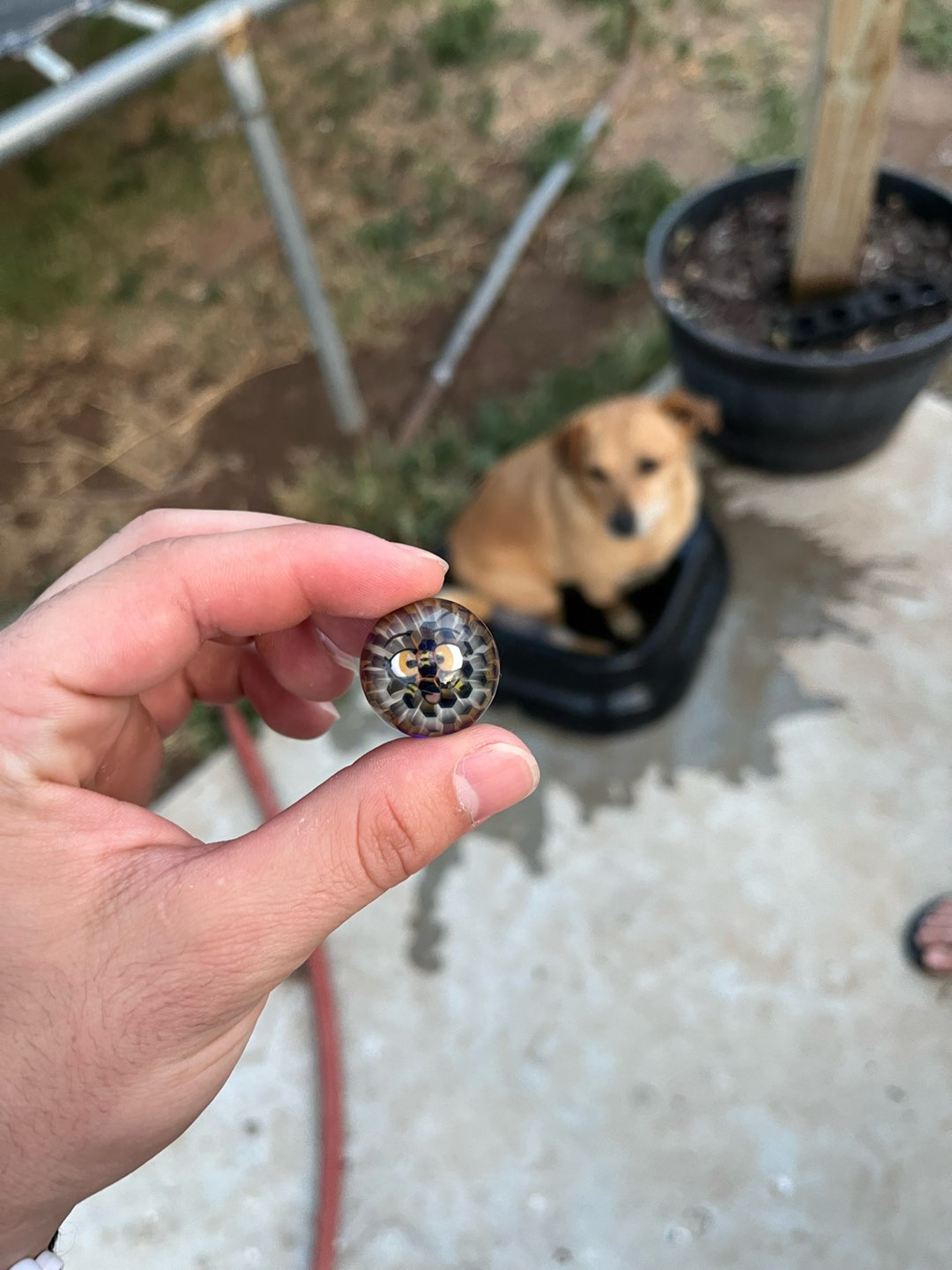 Preview pic of Kushy colab