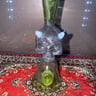 Small image 1
