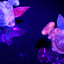 Small image 9