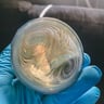 Small image 2