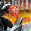 Small image 6