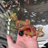 Small image 0