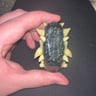 Small image 2