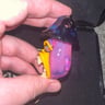 Small image 2