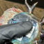 Small image 8