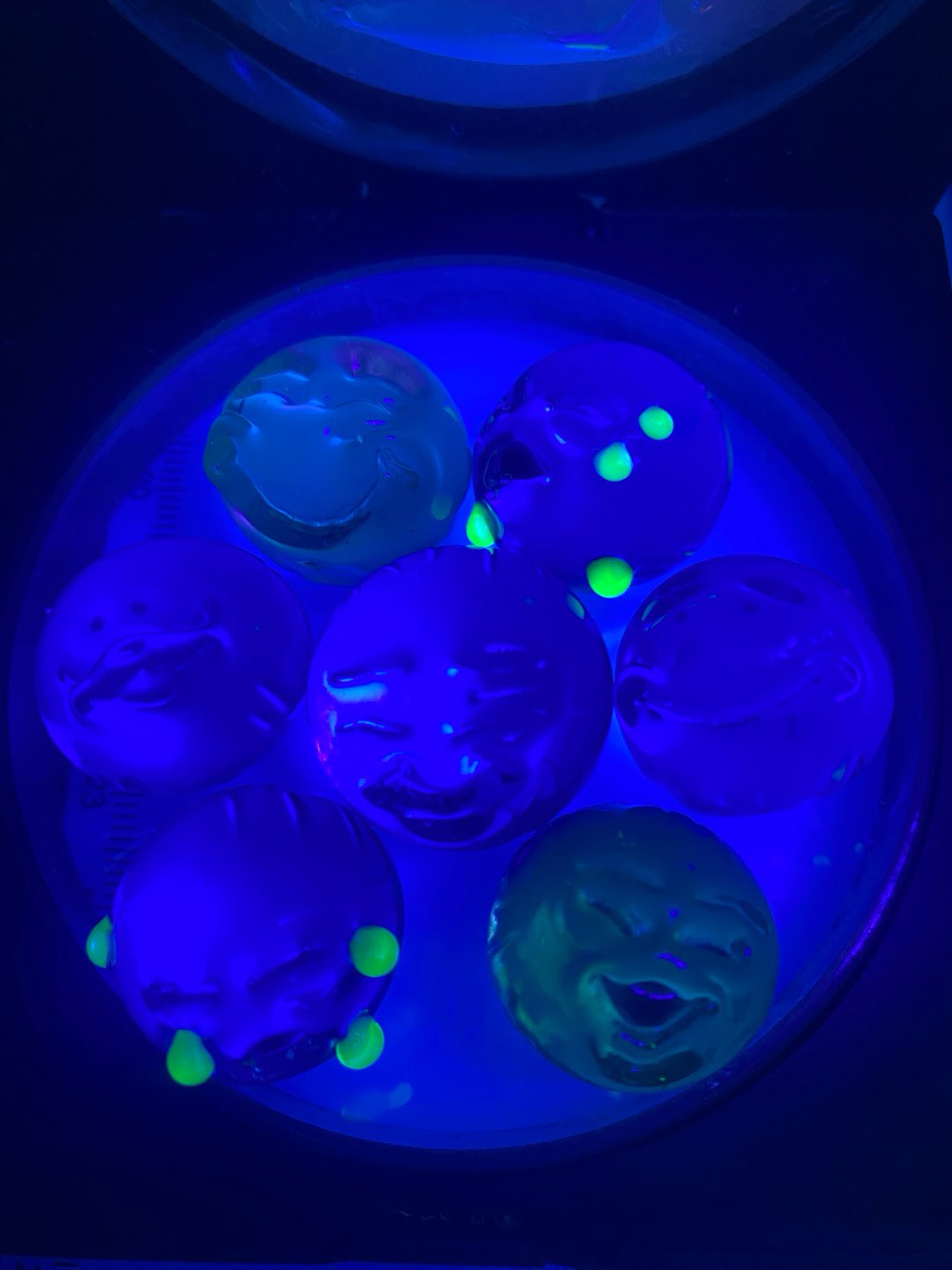 Preview pic of 7 member berries