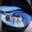 Small image 6
