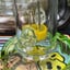 Small image 4