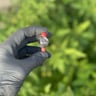 Small image 1
