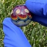 Small image 1