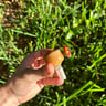 Small image 2