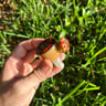 Small image 3