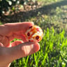 Small image 2