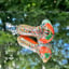 Small image 4