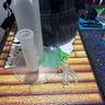 Small image 5
