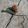 Small image 1