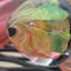Small image 4
