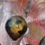 Small image 7