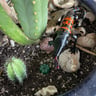 Small image 3