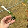 Small image 4