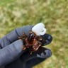 Small image 1