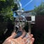 Small image 0