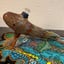 Small image 4