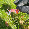 Small image 3