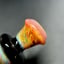 Small image 7