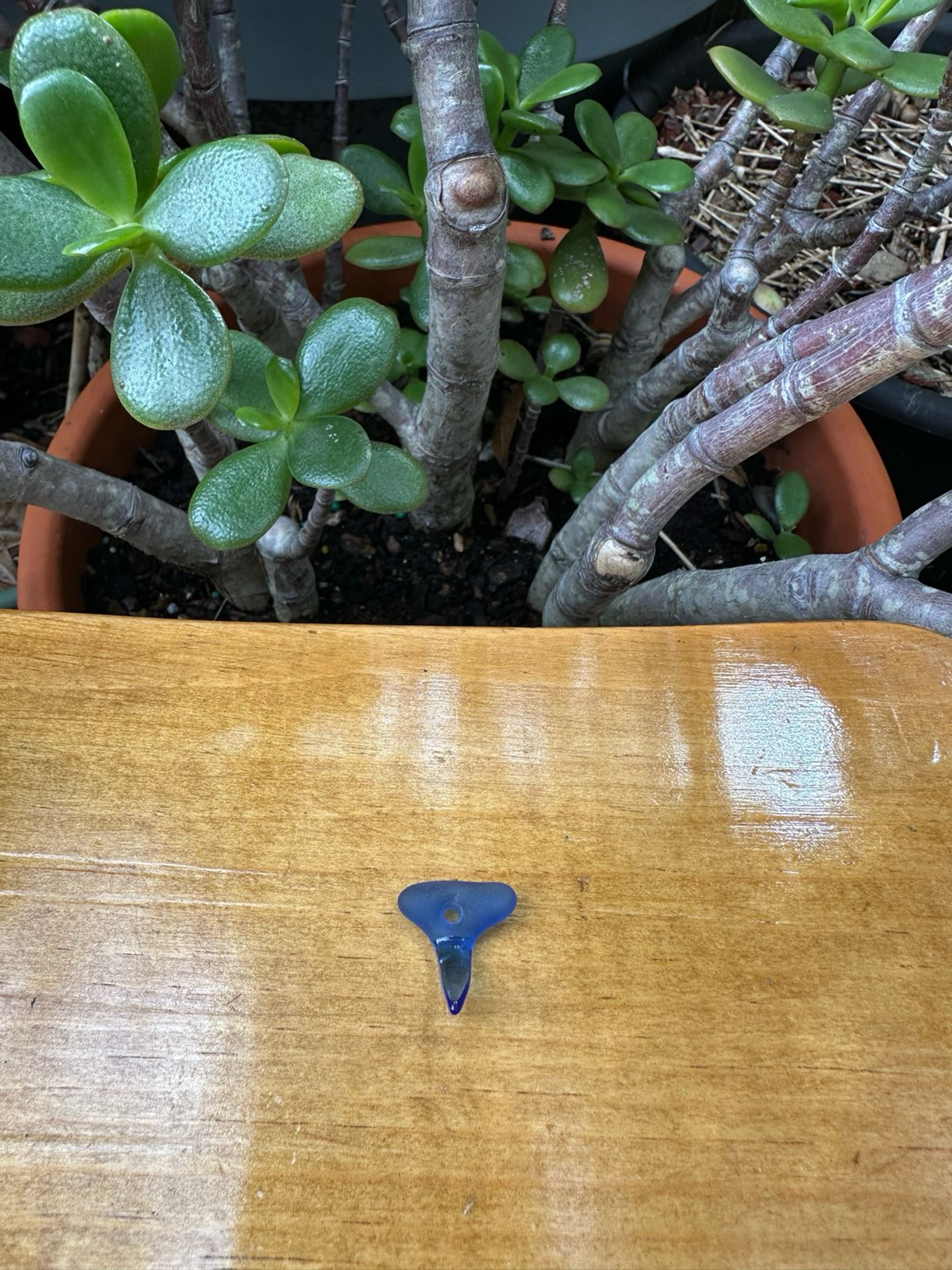 Preview pic of Micro Freestyle Glass Shark Tooth