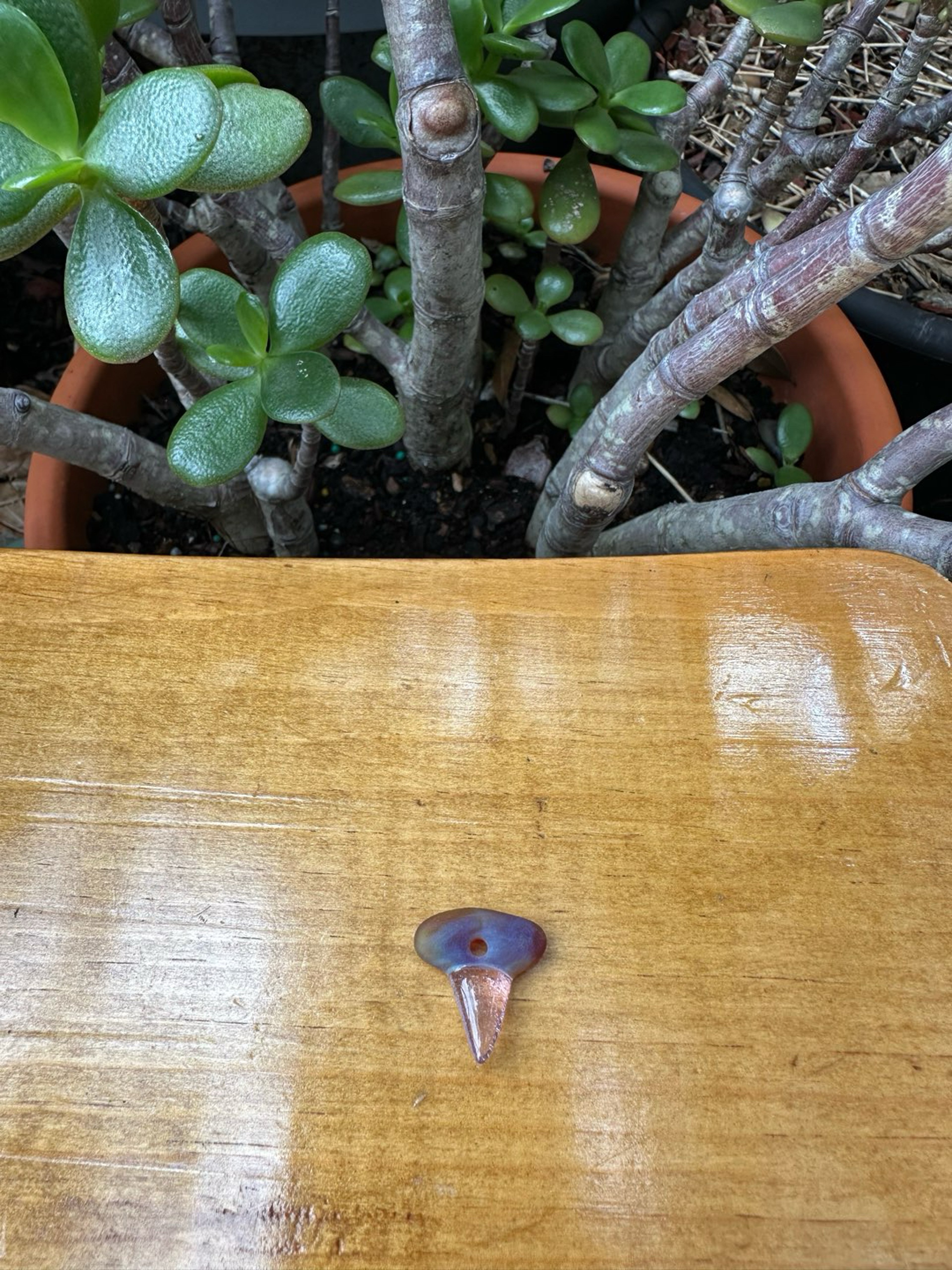 Preview pic of Micro Freestyle Glass Shark Tooth - Split Color