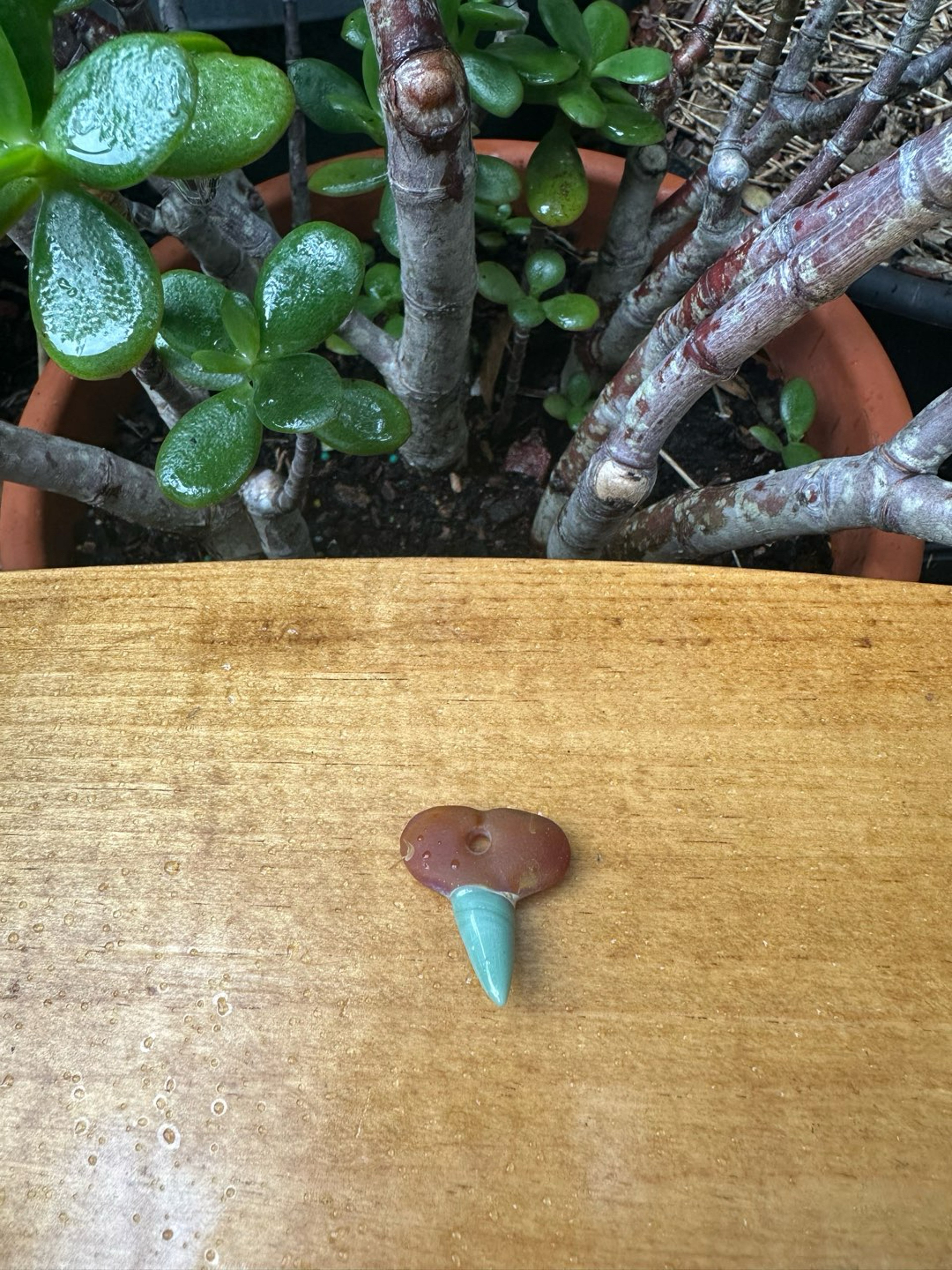 Preview pic of Mini Freestyle Glass Shark Tooth - Split Color