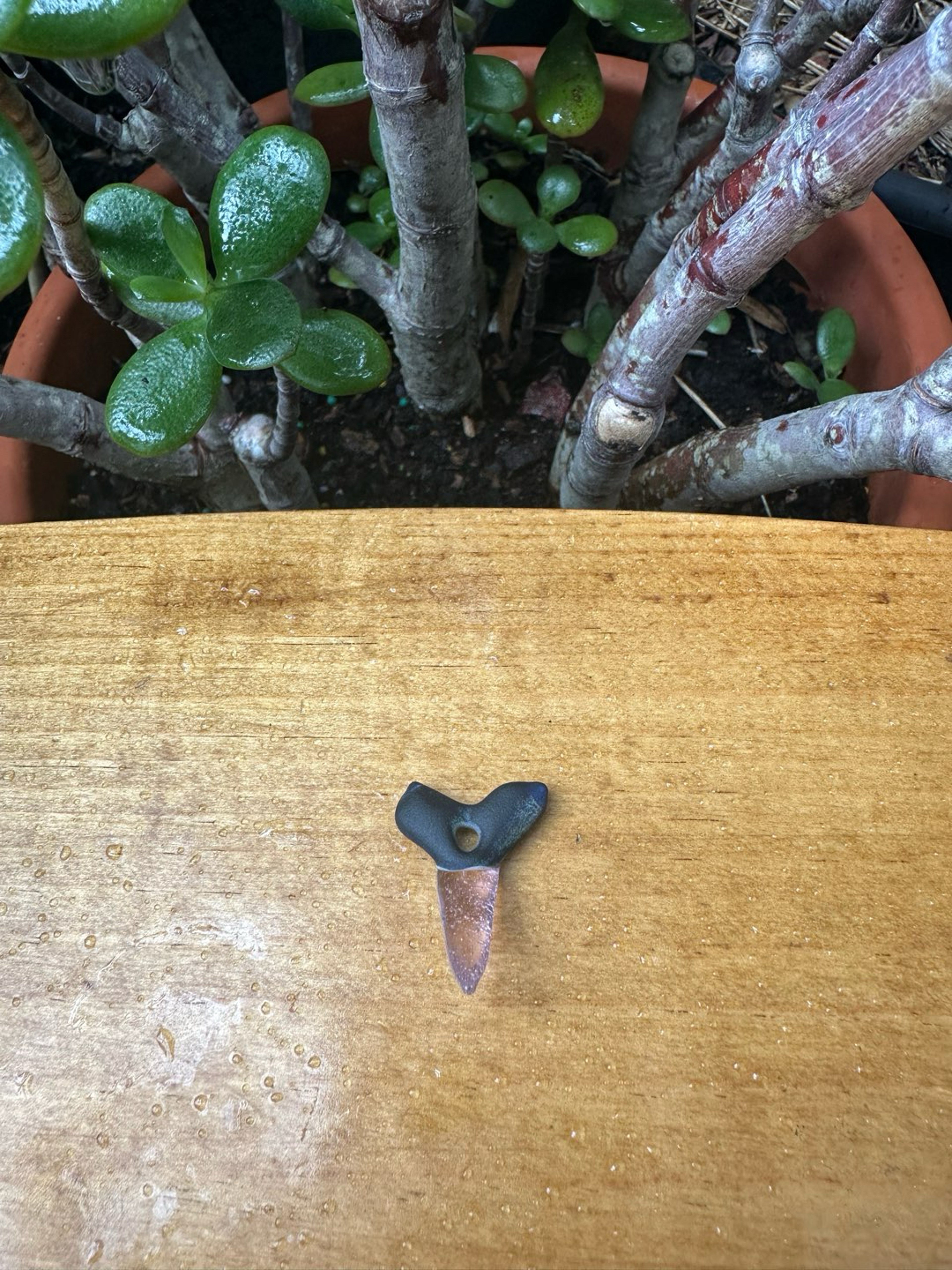 Preview pic of Mini Freestyle Glass Shark Tooth - Split Color