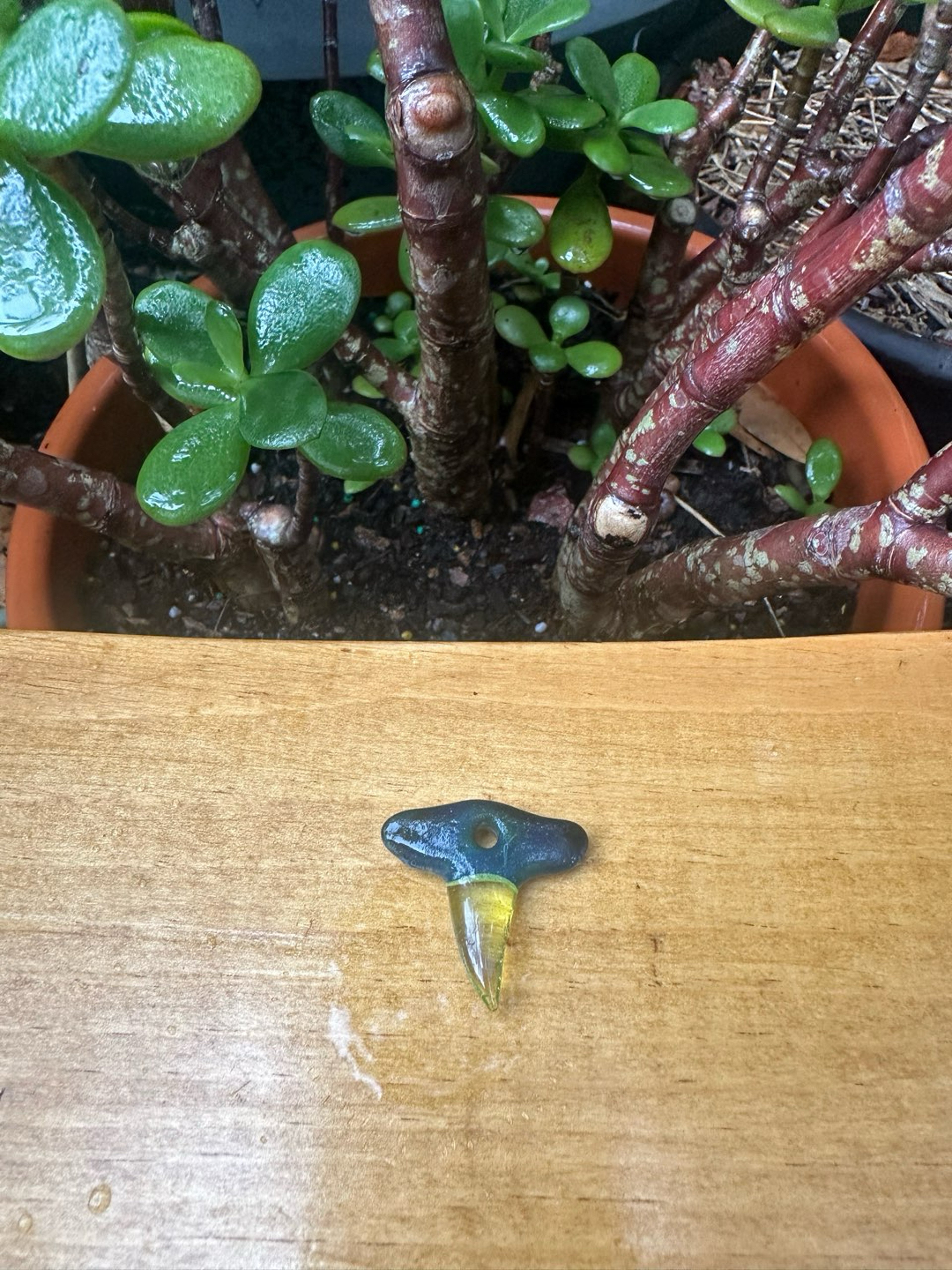 Preview pic of Mini Freestyle Glass Shark Tooth - Split Color