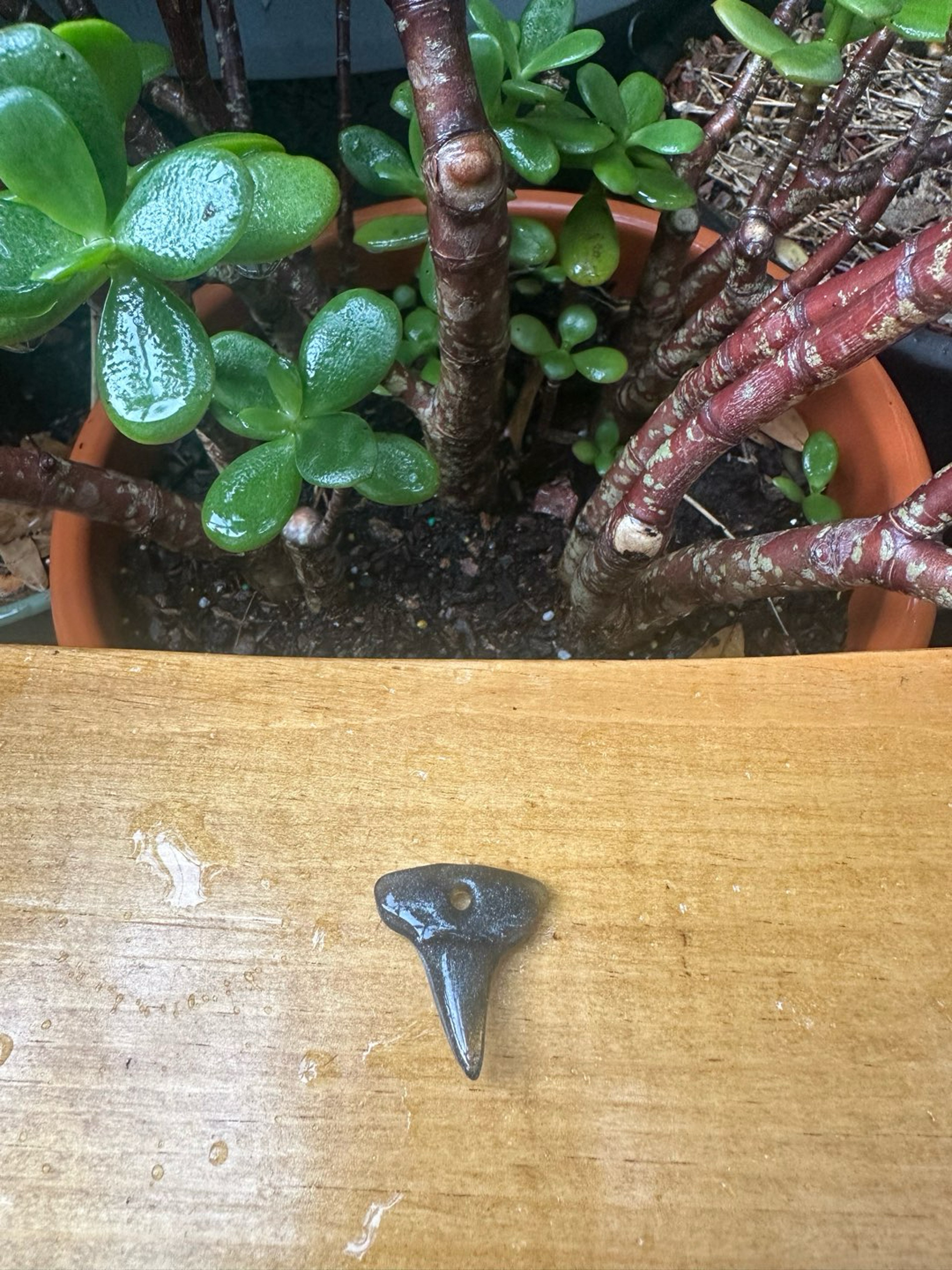 Preview pic of Small Freestyle Shark Tooth