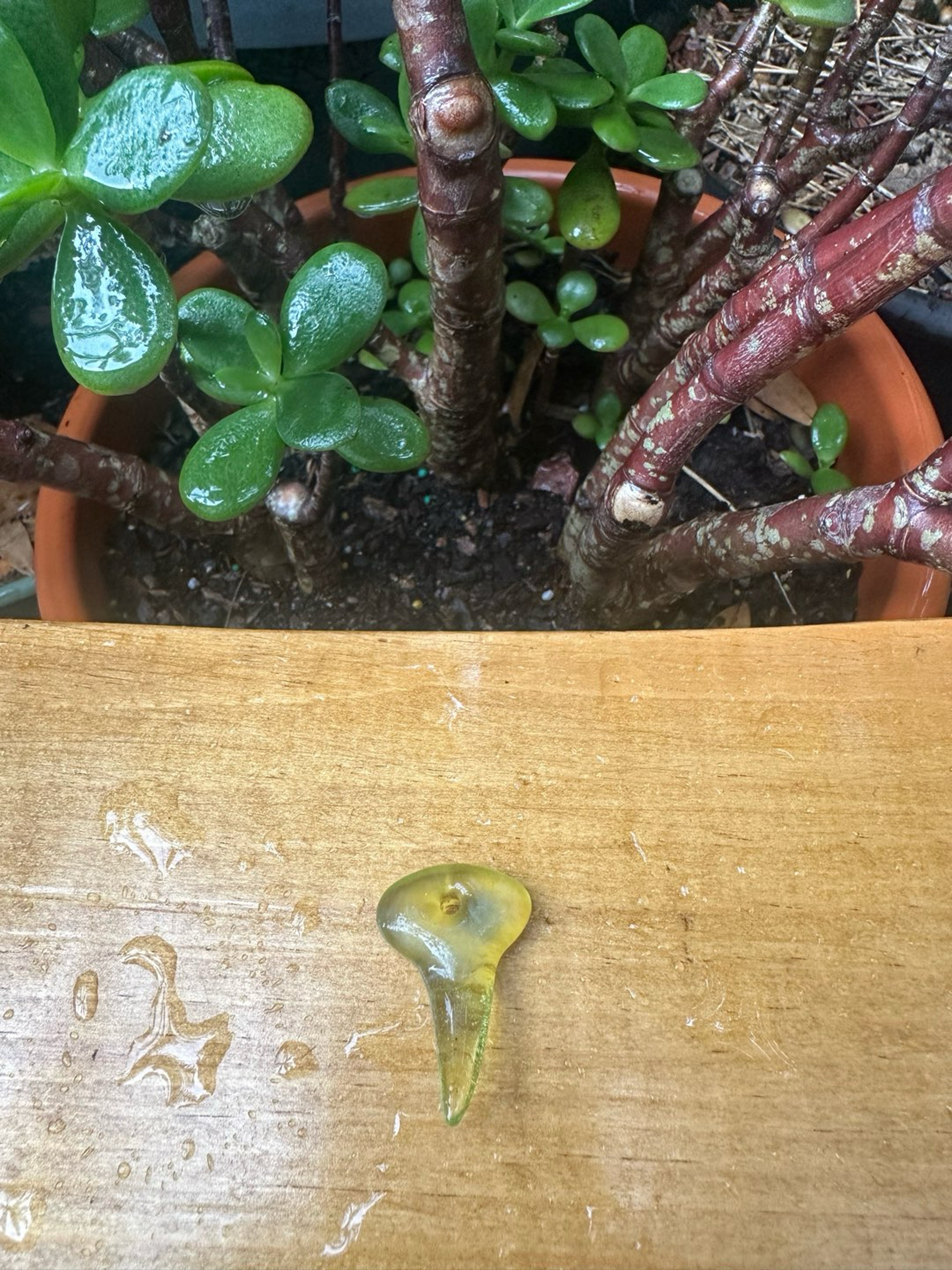 Preview pic of Small Freestyle Shark Tooth