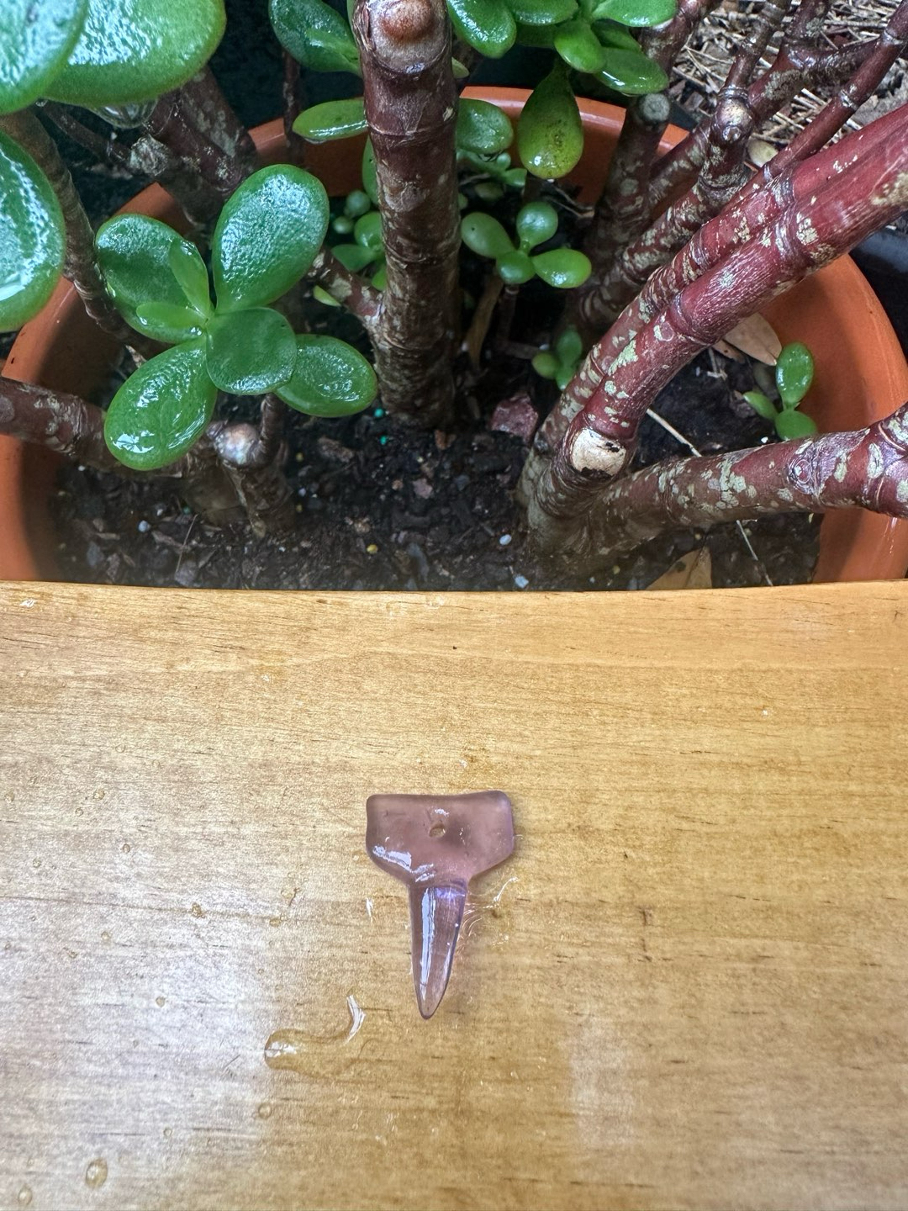 Preview pic of Mini Freestyle Shark Tooth