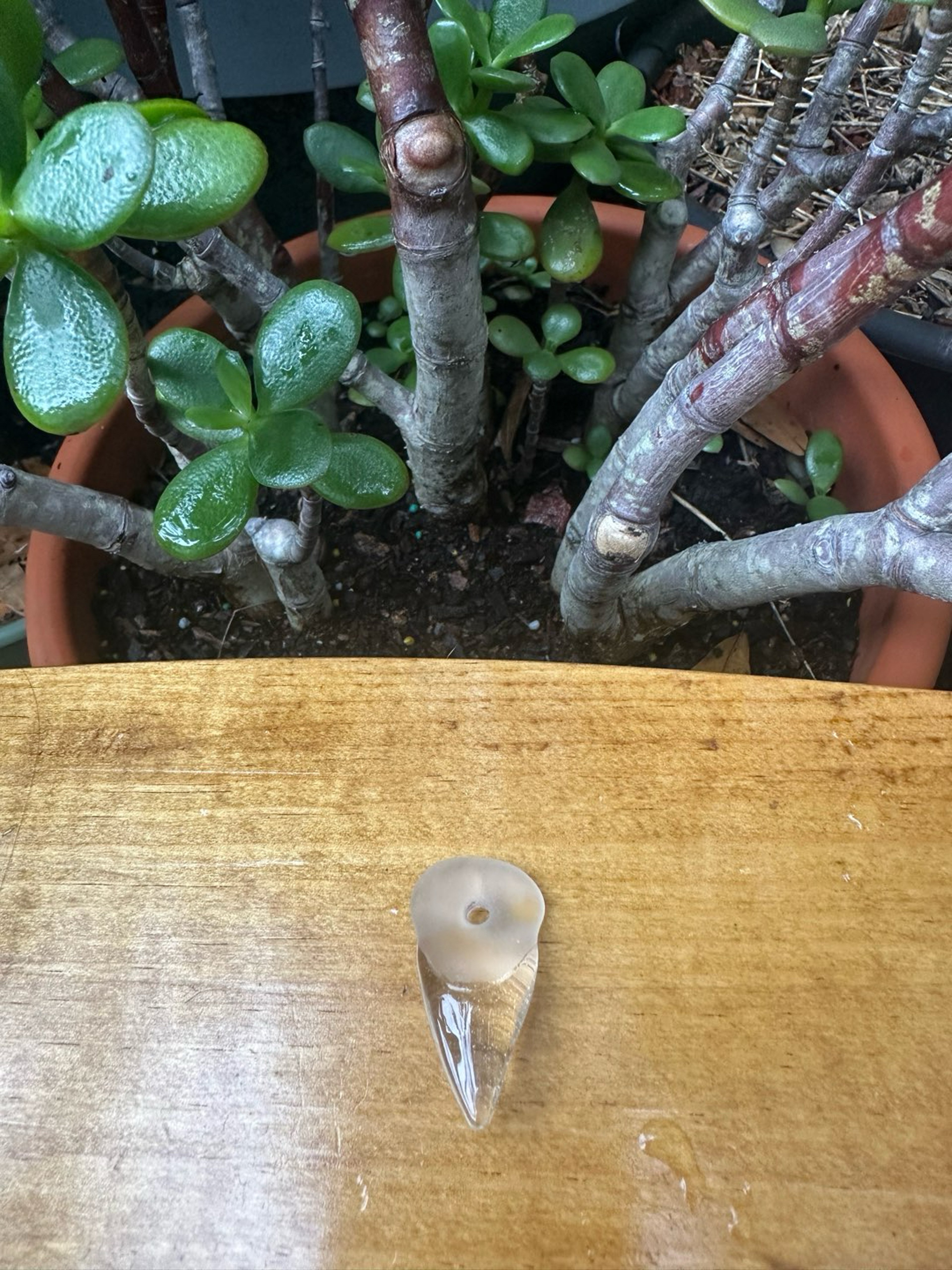 Preview pic of Small Freestyle Shark Tooth (UV)