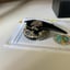 Small image 5
