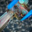 Small image 7
