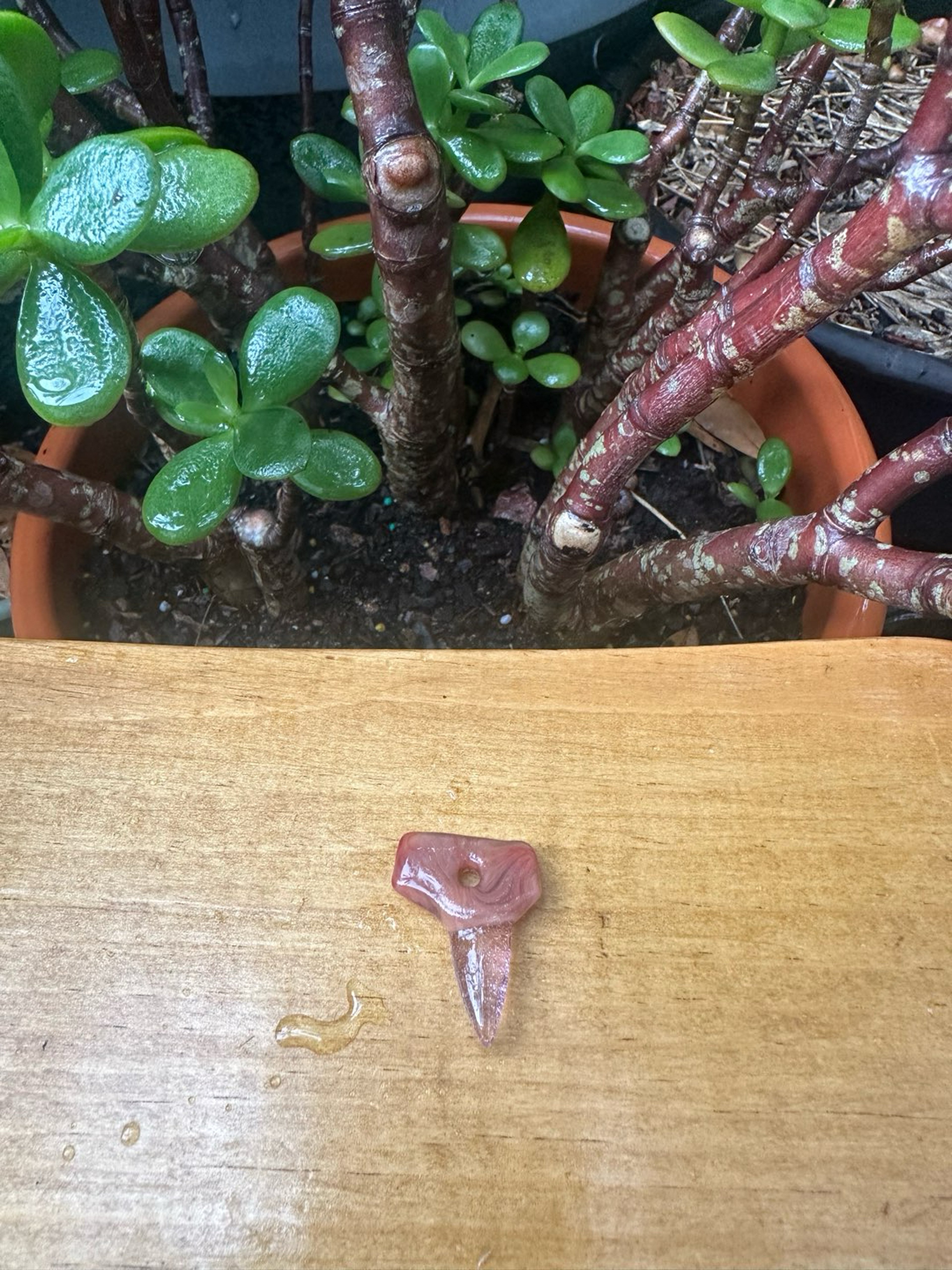 Preview pic of Small Freestyle Shark Tooth